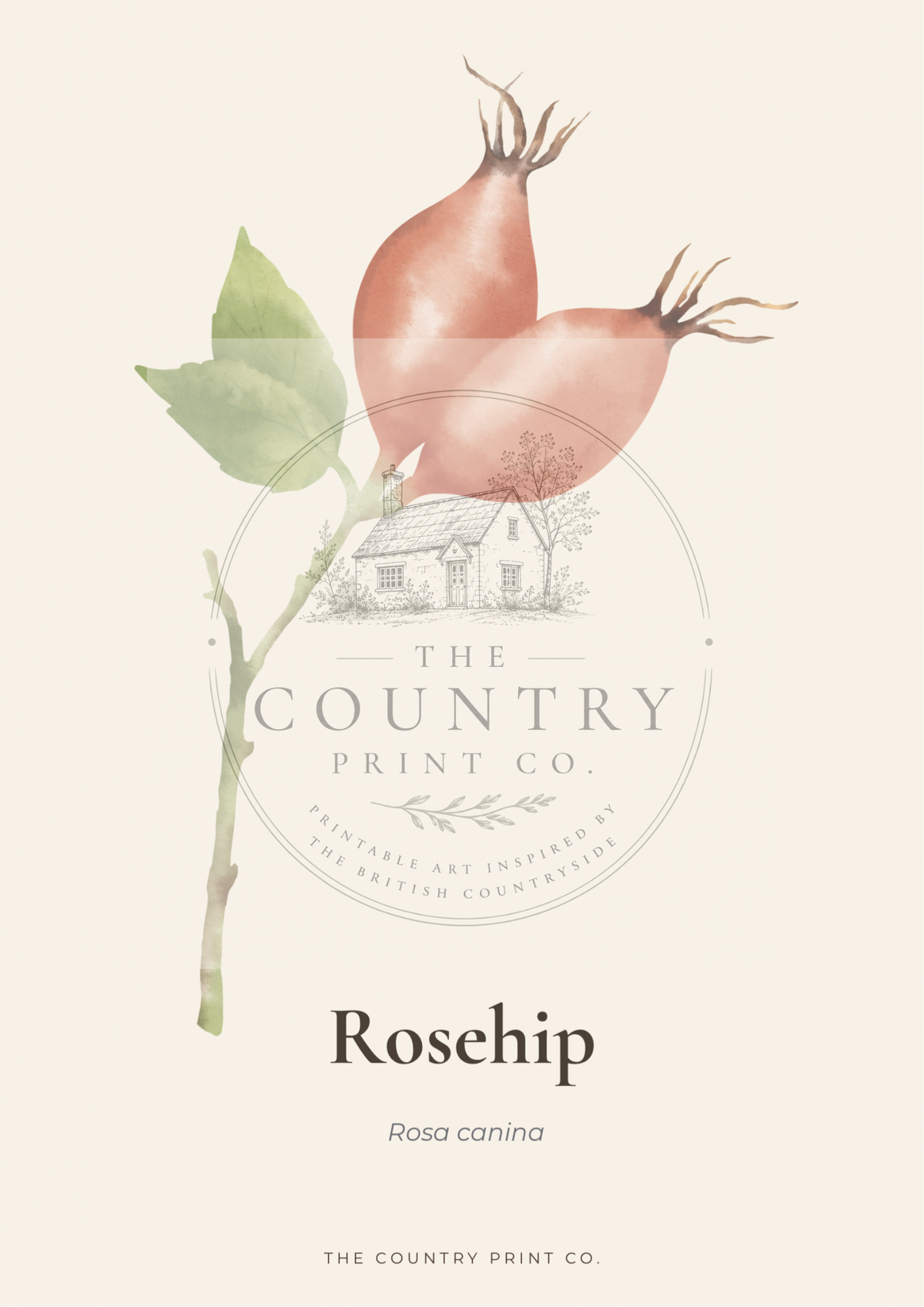 Rosehip| Digital Download
