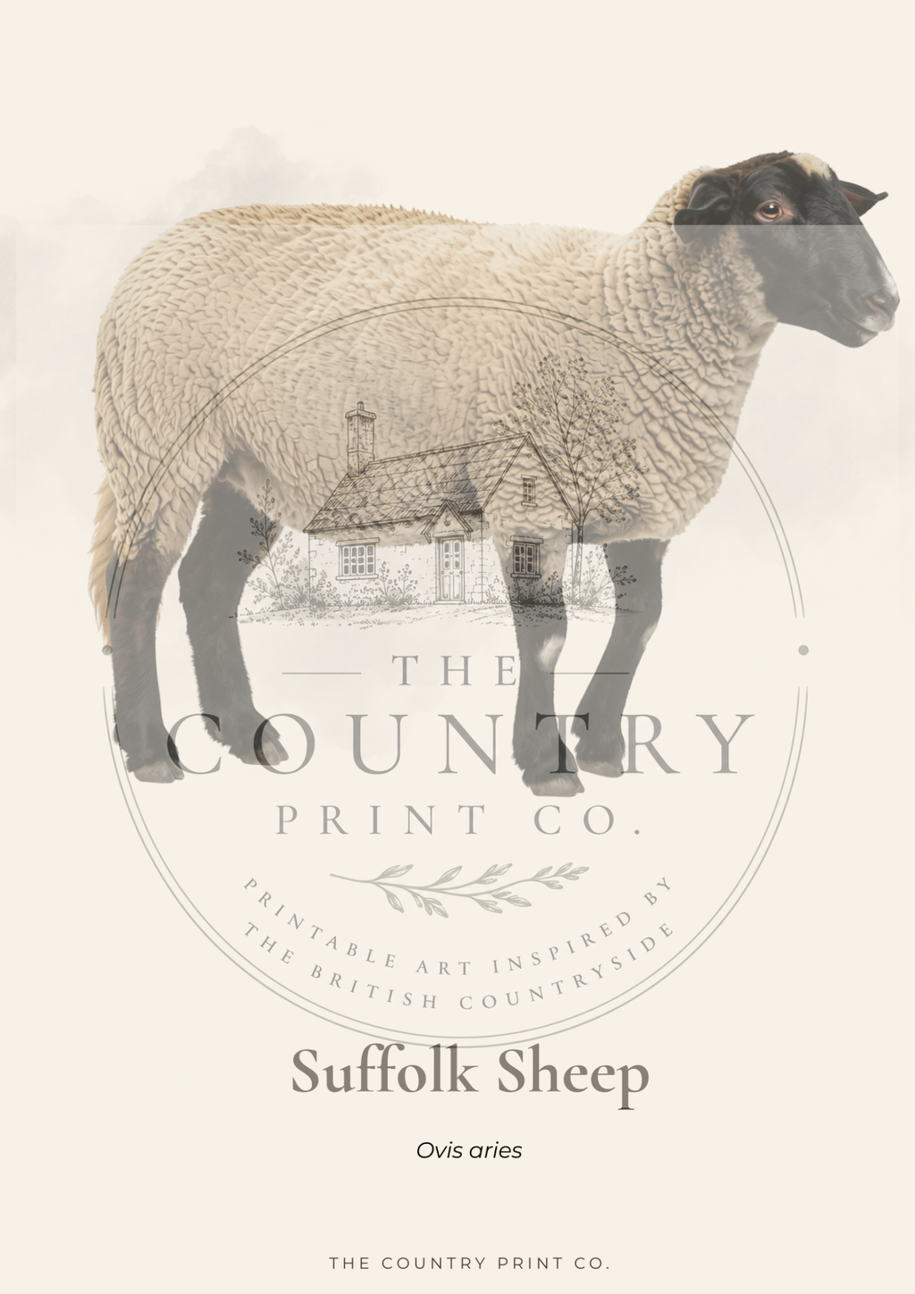 Suffolk Sheep | Fine Art Print