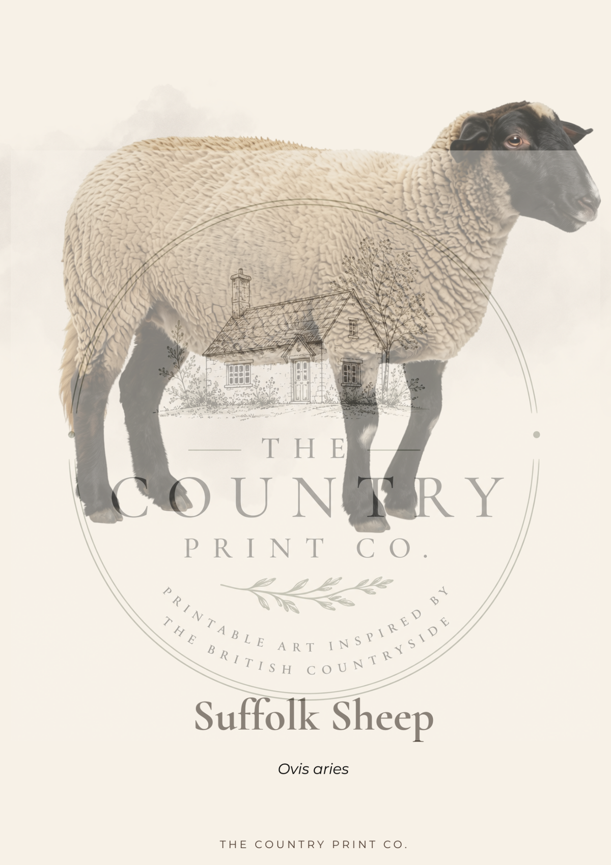 Suffolk Sheep | Fine Art Print
