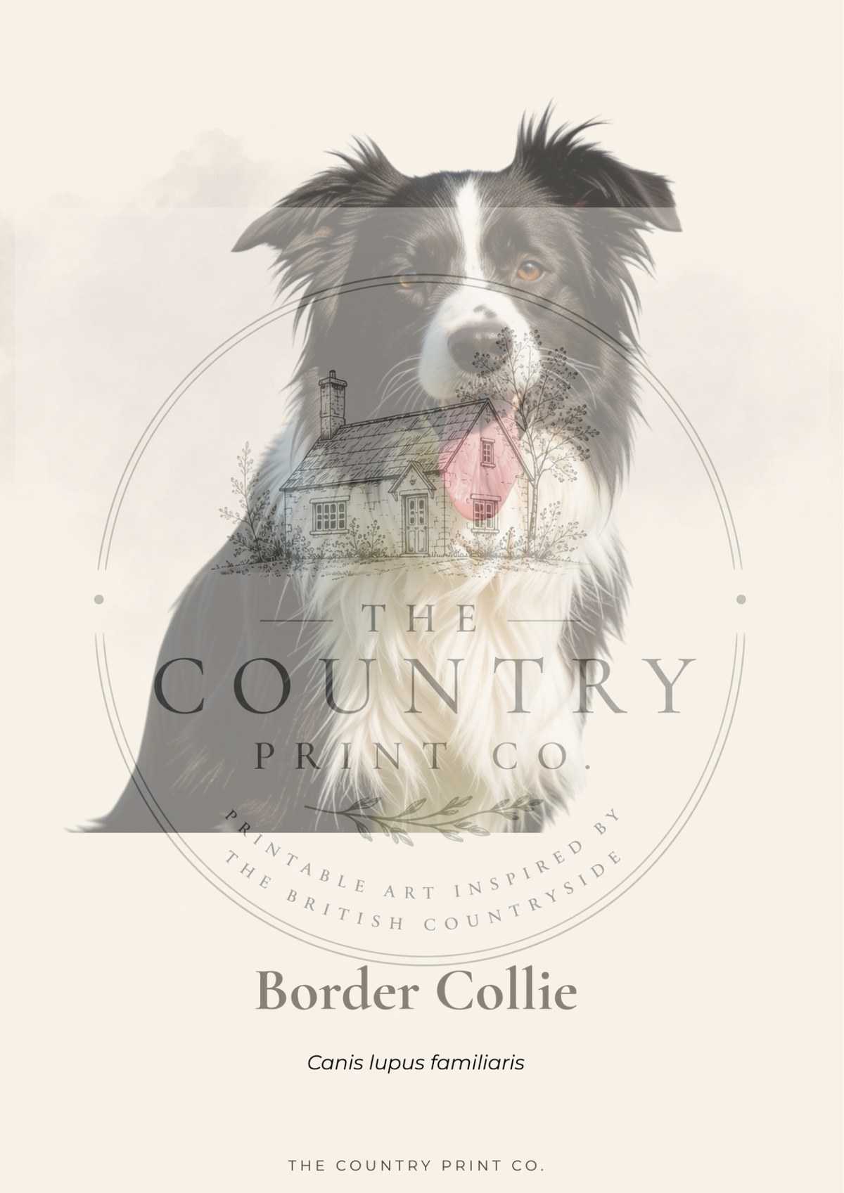Border Collie | Digital Download