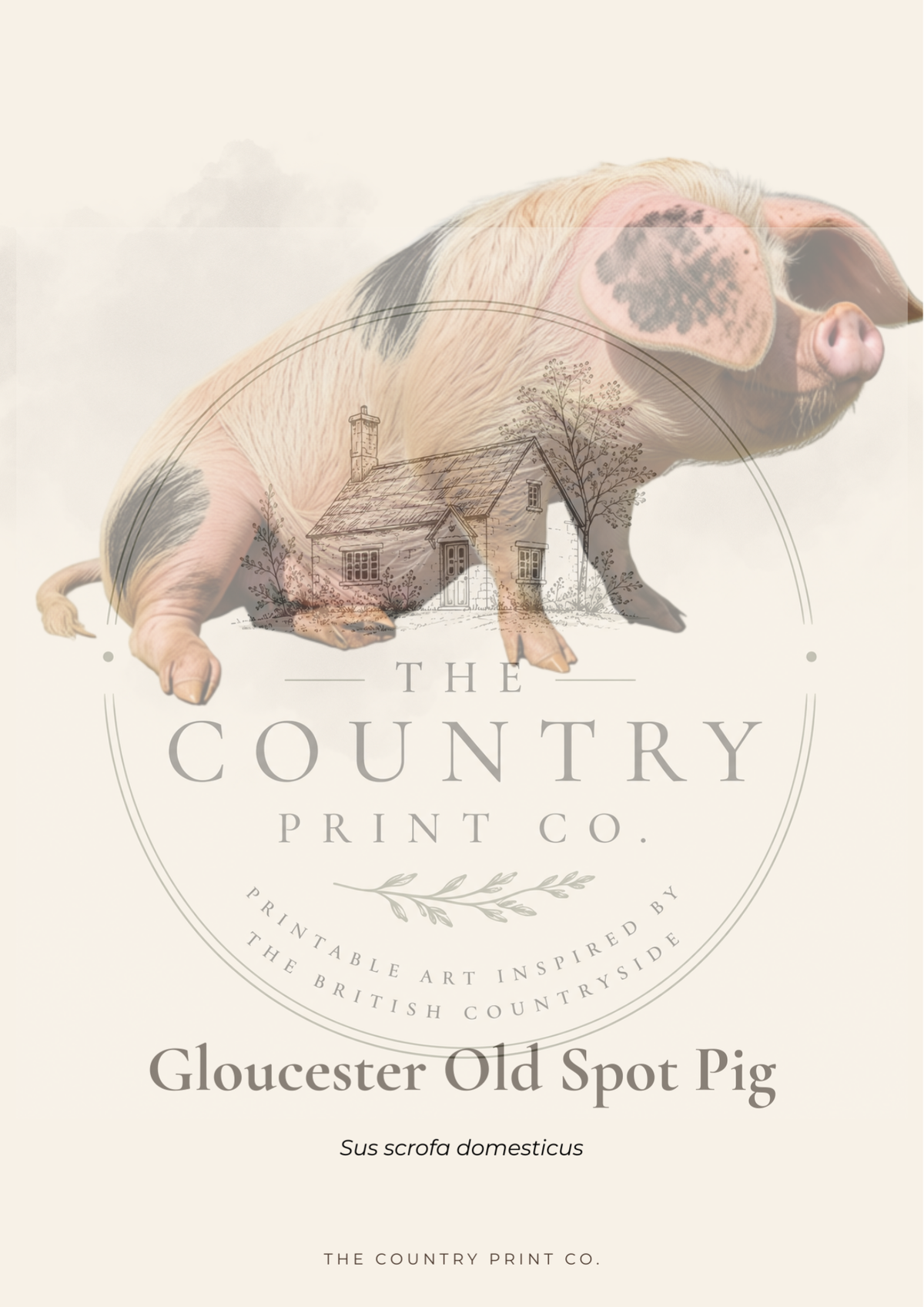 Gloucester Old Spot Pig | Digital Download