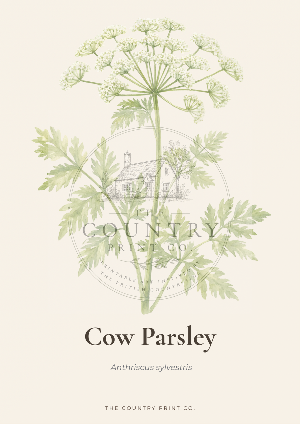 Cow Parsley | Fine Art Print
