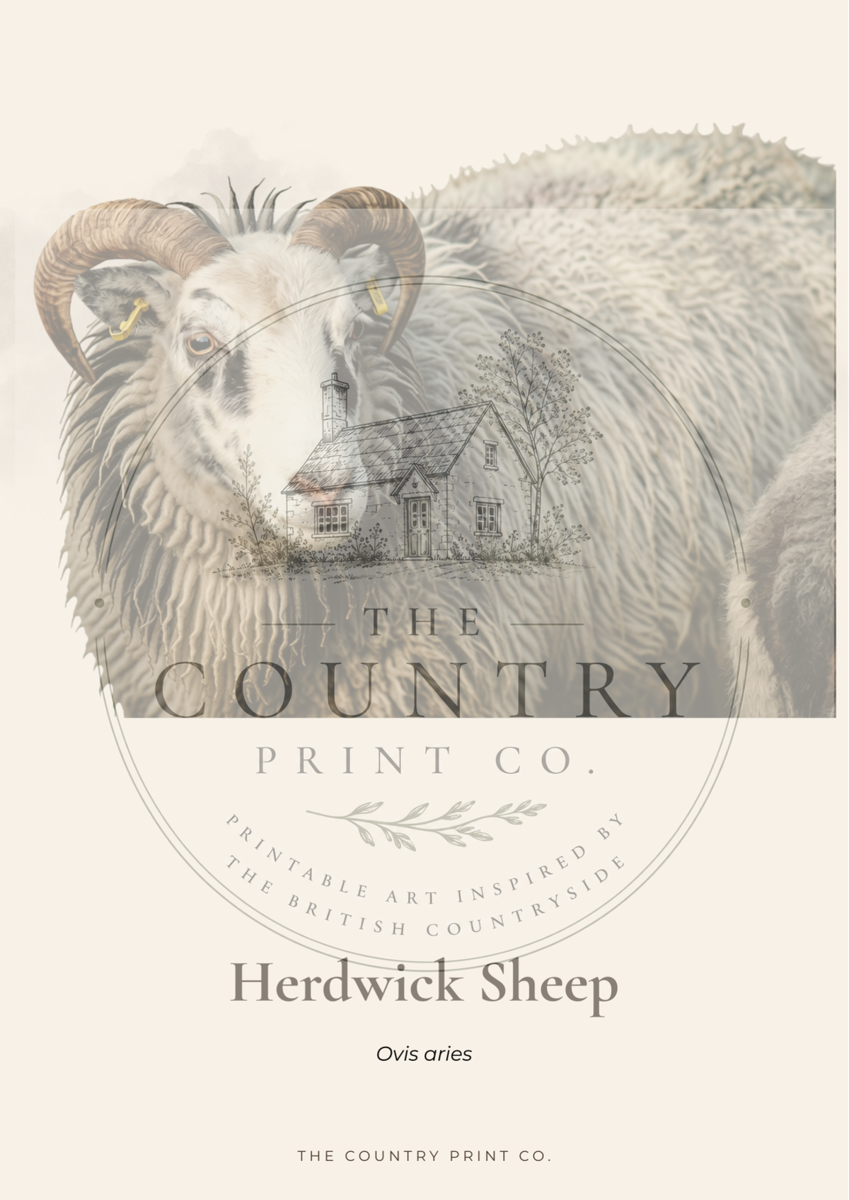 Herdwick Sheep| Digital Download