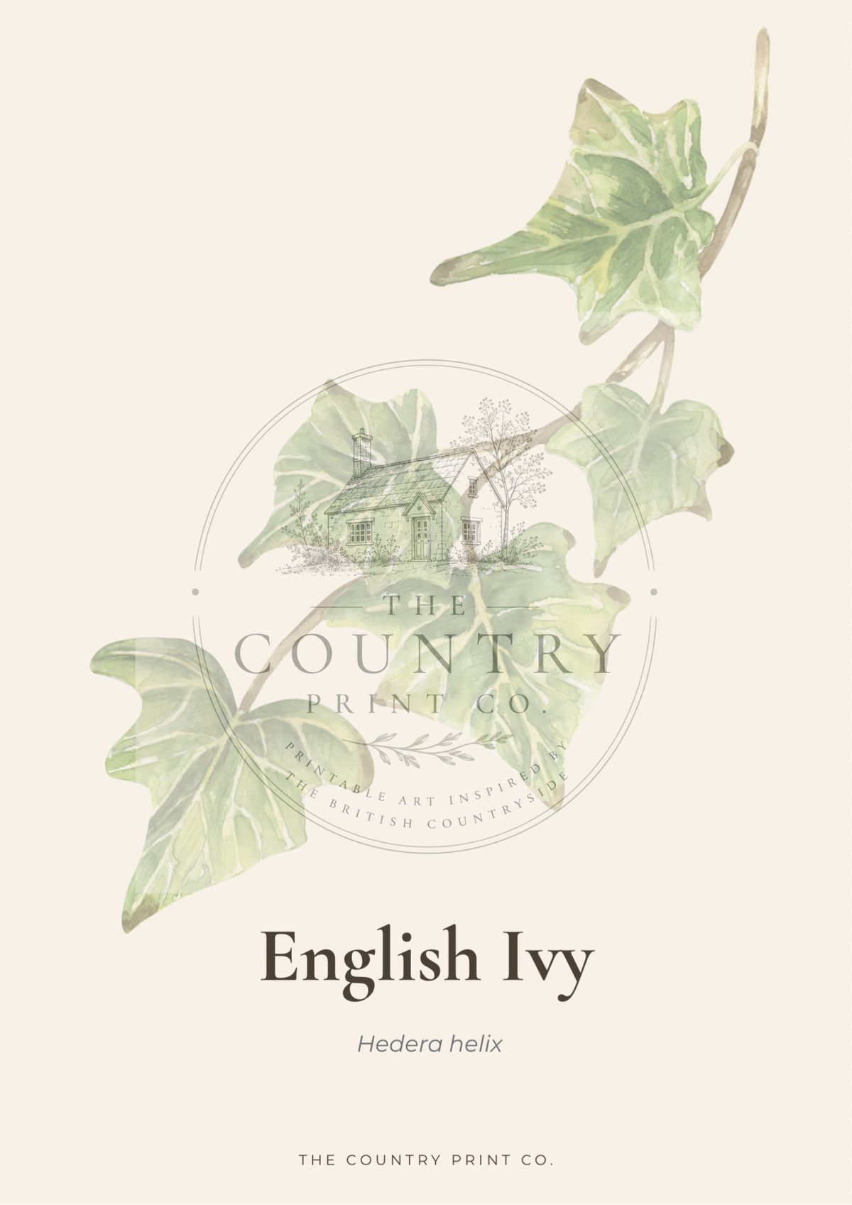 English Ivy| Digital Download