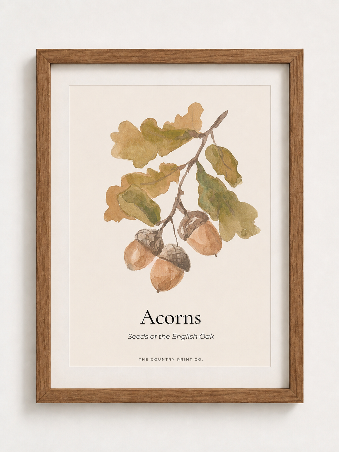 Acorns | Fine Art Print