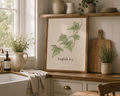 English Ivy| Fine Art Print
