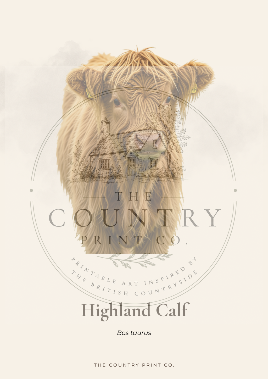 Highland Calf| Digital Download