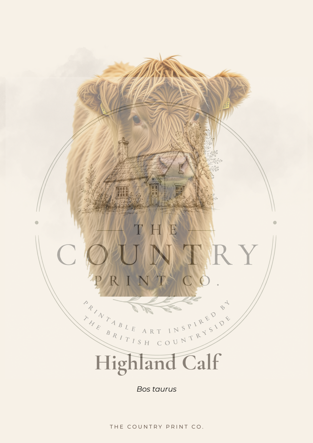 Highland Calf| Digital Download