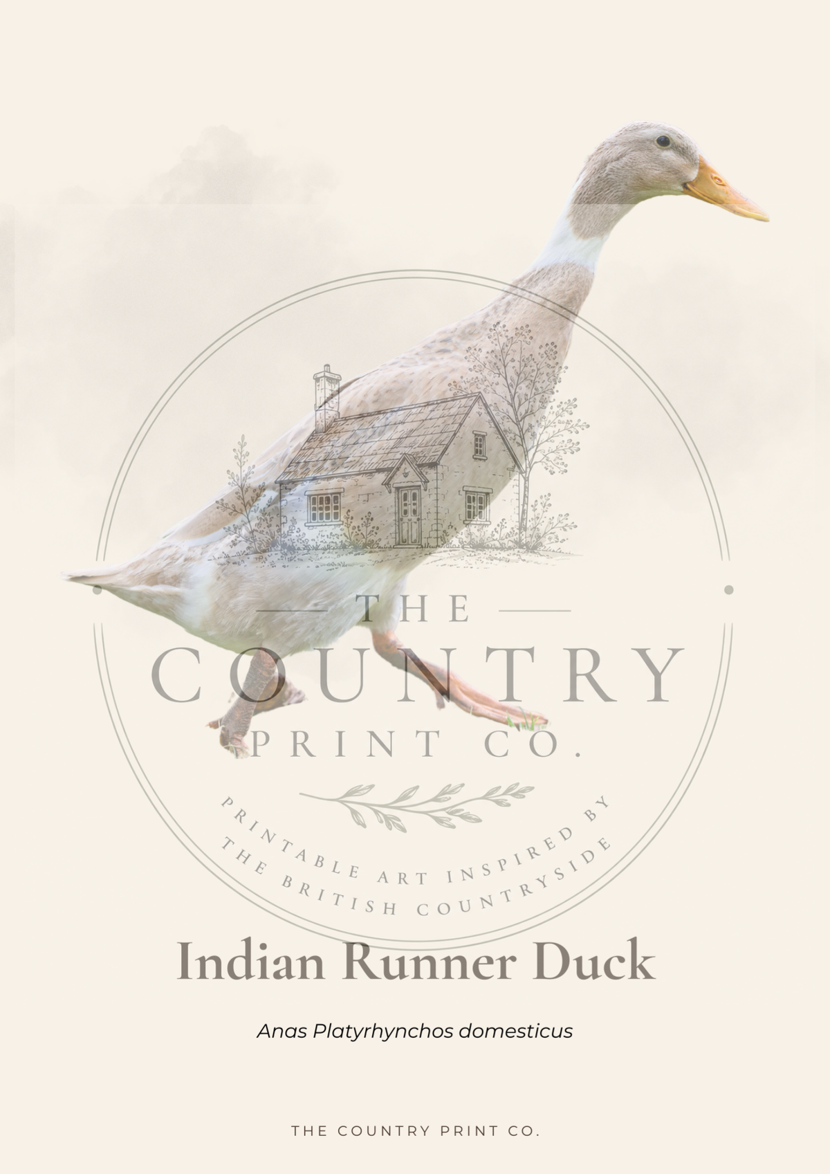 Indian Runner Duck| Digital Download
