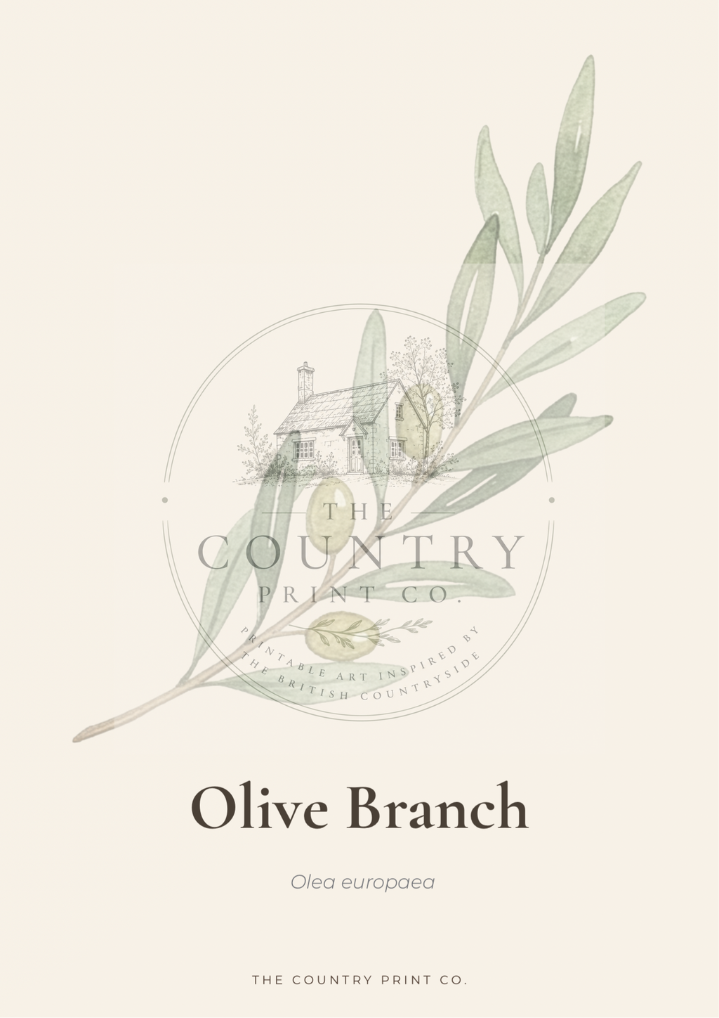 Olive Branch | Fine Art Print