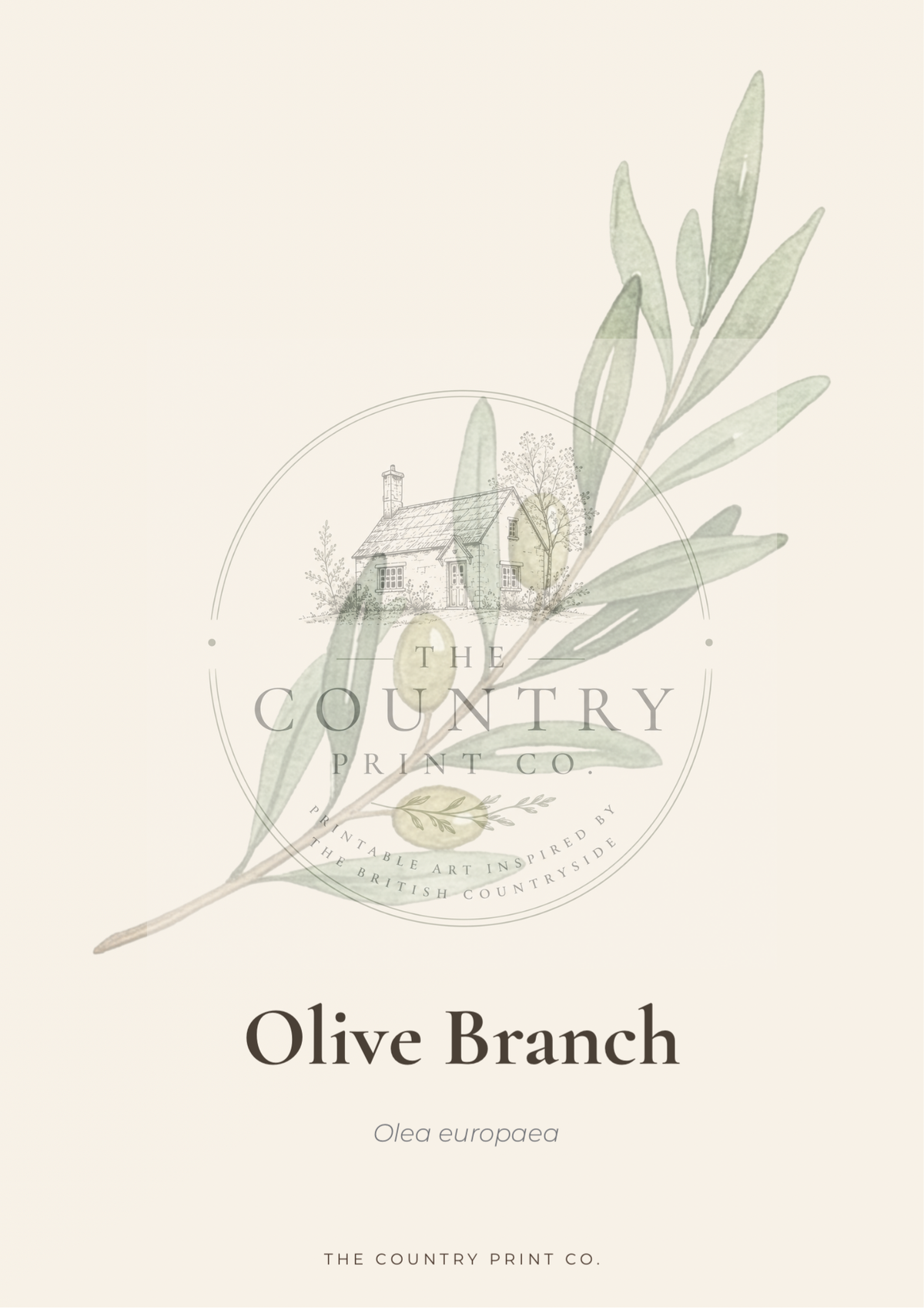 Olive Branch | Fine Art Print